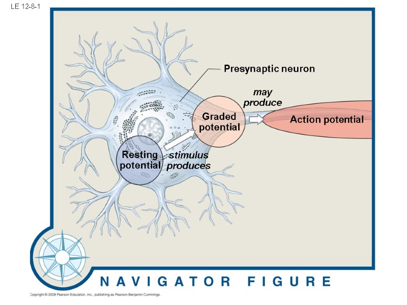 LE 12-8-1 Action potential Presynaptic neuron Graded potential may produce stimulus produces Resting potential